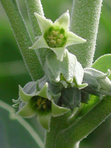 Herb Pharm Ashwagandha Plant