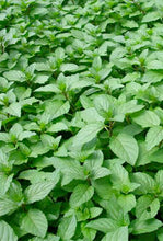 Load image into Gallery viewer, Herb Pharm Peppermint Leaves