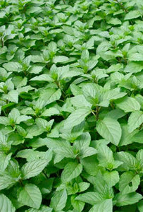 Herb Pharm Peppermint Leaves