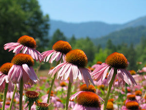 Herb Pharm Super Echinacea Plant